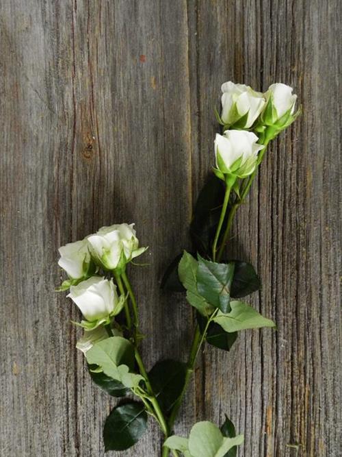 SNOWFLAKE  WHITE SPRAY ROSES